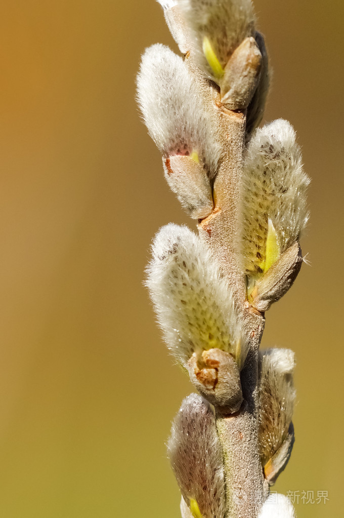 猫柳春芽 柳照片 正版商用图片1c1xvb 摄图新视界 猫柳春芽 柳照片 正版商用图片1c1xvb 摄图新视界