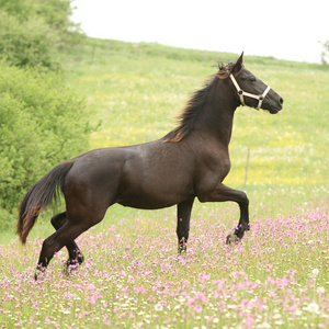 friesian 马牧草与粉色的花上运行