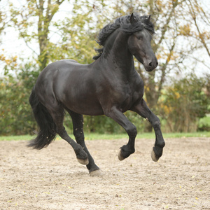 在秋天在沙子上运行的黑色 friesian 种马