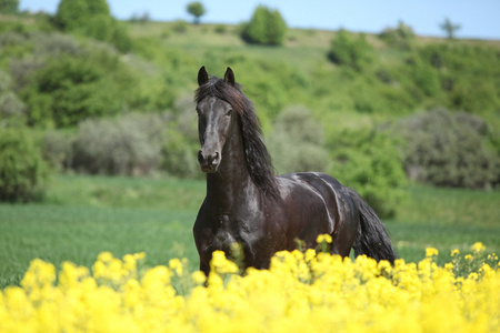 菜种字段后面运行的年轻 friesian 马