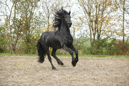 黑 friesian 种马在沙子上舞动的秋天