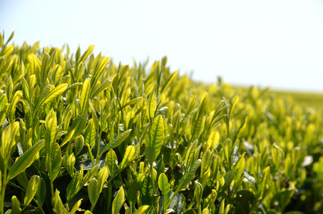 绿色茶花园图片