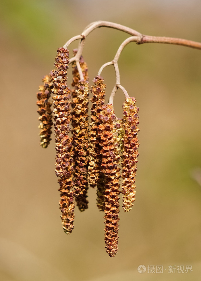 桤木柳絮在春天的时间
