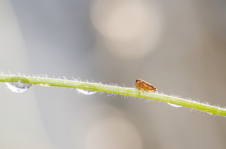 在花上的蚜虫