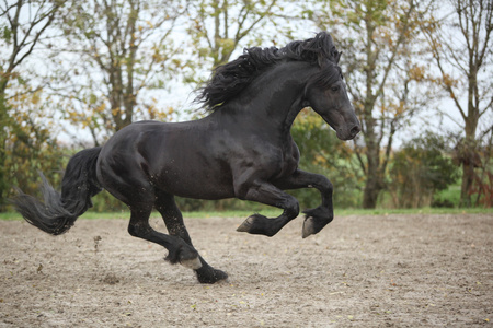 在秋天在沙子上运行的完美 friesian 种马