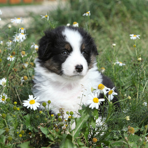 澳大利亚牧羊犬在鲜花中的漂亮的小小狗