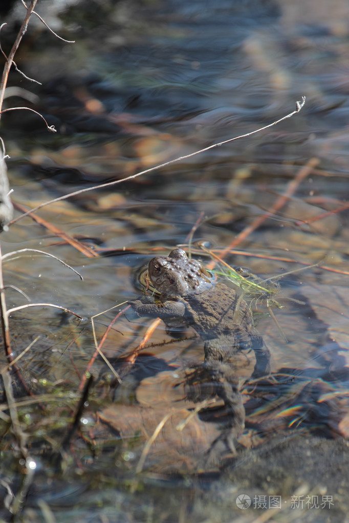 在水中的蟾蜍