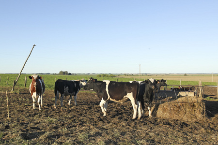 拉丁美洲农村肉牛业