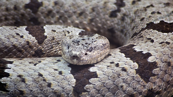 带状的岩石响尾蛇