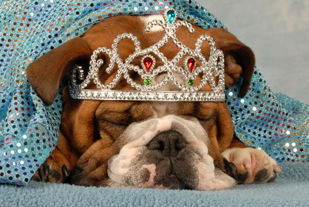 英国牛头犬穿公主皇冠的峰值
