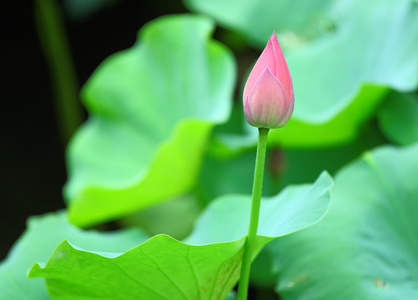 含苞的莲花