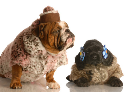 英国牛头犬和可卡犬小狗穿着毛皮大衣