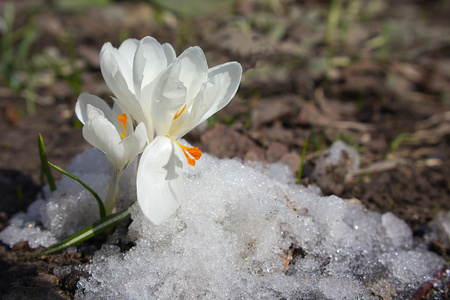 在雪中的白番红花