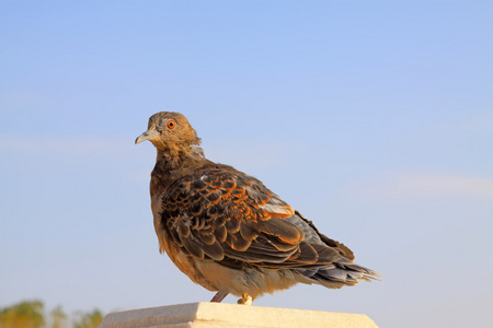 在一个石大厦在户外的褐色鸽子照片