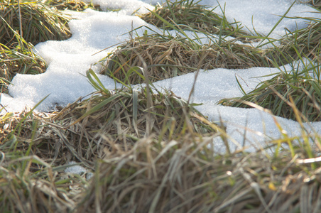在草地上的积雪融化