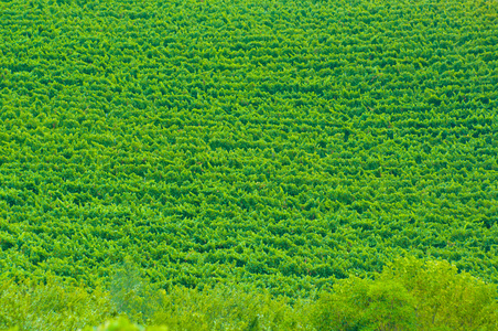 斯泰伦博斯，南非洲地区的葡萄种植的心