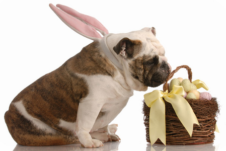 英国牛头犬与兔子耳朵在复活节的篮子里闻