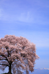 鳄冢没有樱花与 mt.yatsugatake