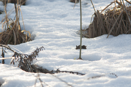 在草地上的积雪融化