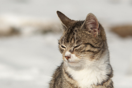 有趣的猫