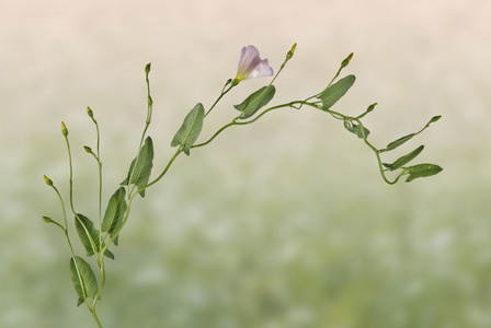 藤花