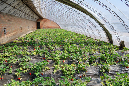 工业温室种植草莓