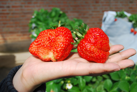 新鲜的红色草莓日光温室