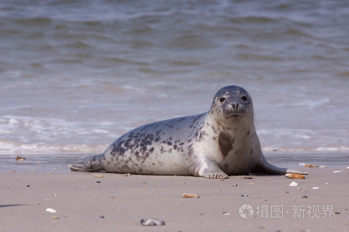在海滩上的年轻灰色海豹