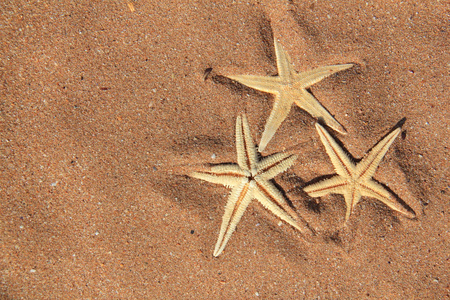 starfishes 在沙滩上