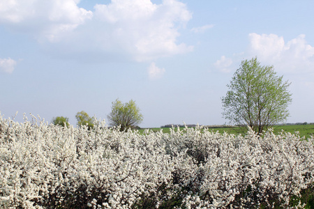树和白色的花春景