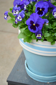 蓝三色紫罗兰花盆