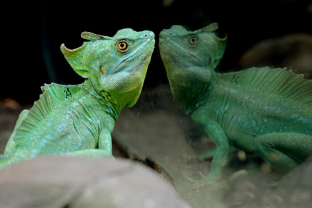 美丽的爬行动物，basiliscus 的图片