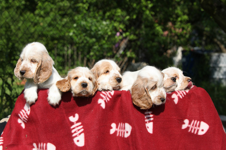 华丽英语可卡犬幼犬