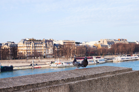 鸽子在栏杆的路堤在巴黎