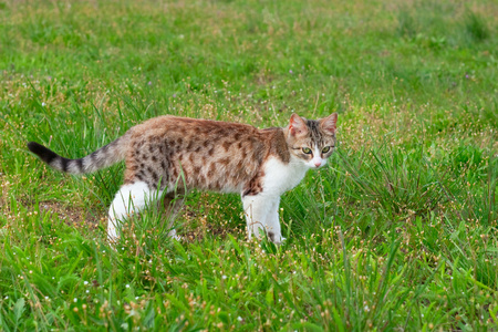 猫站在绿色的草原上