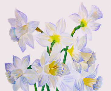 narcissuses 的花束