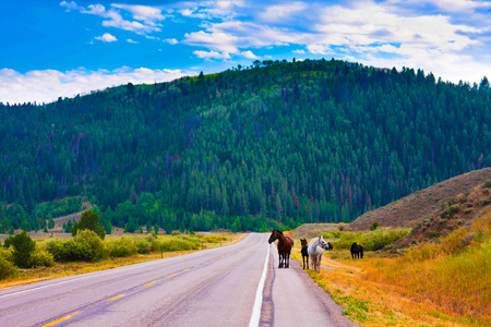 马享受和平的黄石国家公园，美国