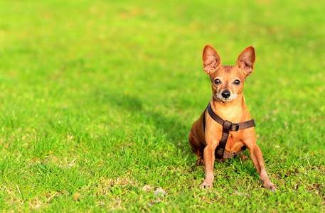 微型 pinscher 狗坐在草