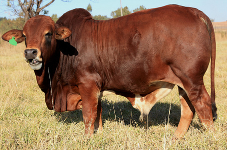 年轻肌肉然红色公牛照片