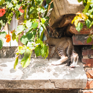 小小猫户外