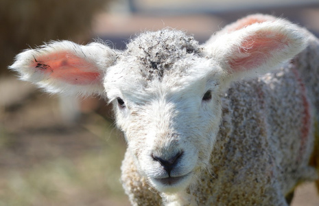 大耳朵的年轻罗姆尼羊。