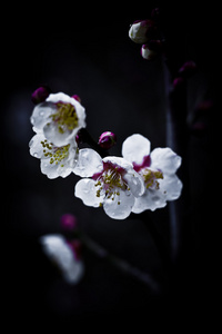 白梅绽放 White plum blooming