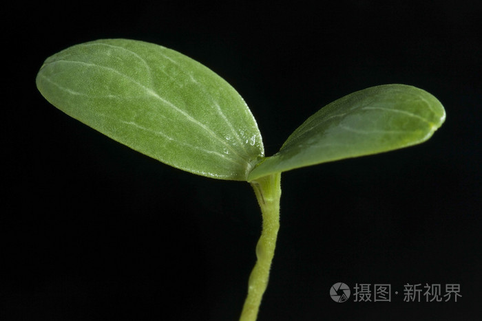 西瓜发芽在黑色背景上