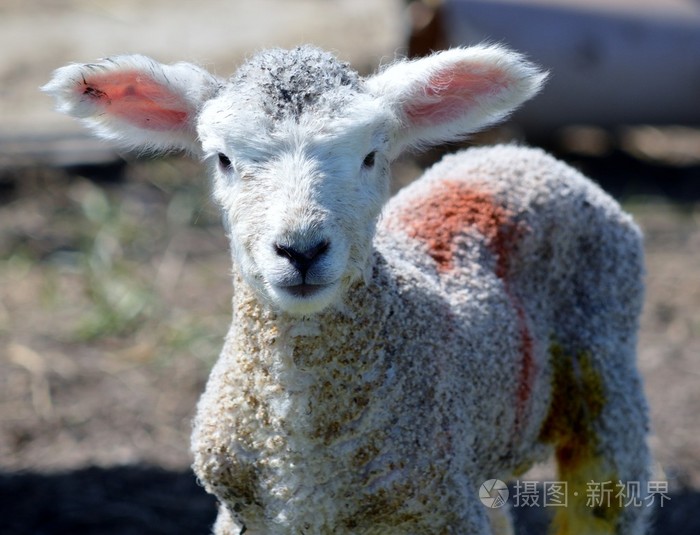 大耳朵的年轻罗姆尼羊