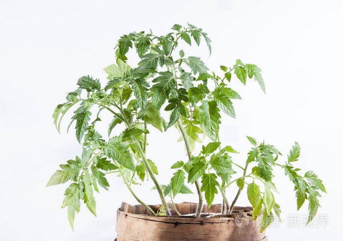 番茄植株在白色背景上