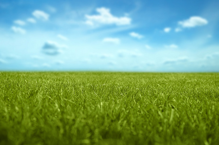 草与蓝天背景中。短程焦点长度