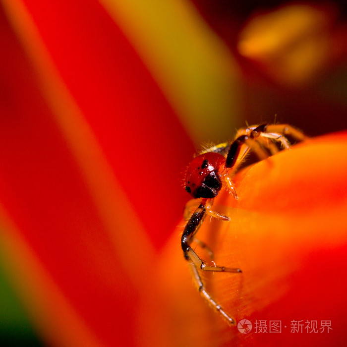 关闭了红蜘蛛活