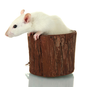 有趣的小老鼠在木制花瓶上白色隔离
