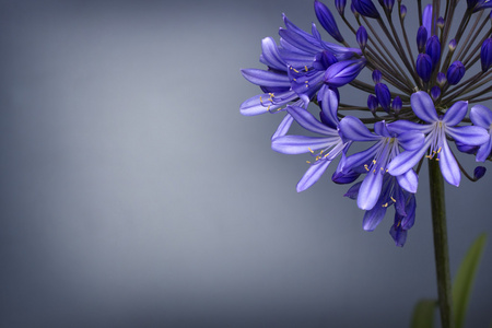 非洲莉莉，agapanthus 庇阿