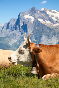 瑞士奶牛
